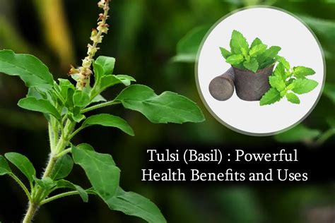 Tulsi Basil Powerful Health Benefits And Uses Plants Information