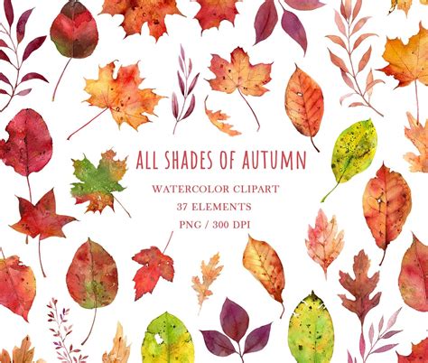 Fall Leaves Watercolor Clipart Maple Leaves Clipart Etsy Uk In 2022