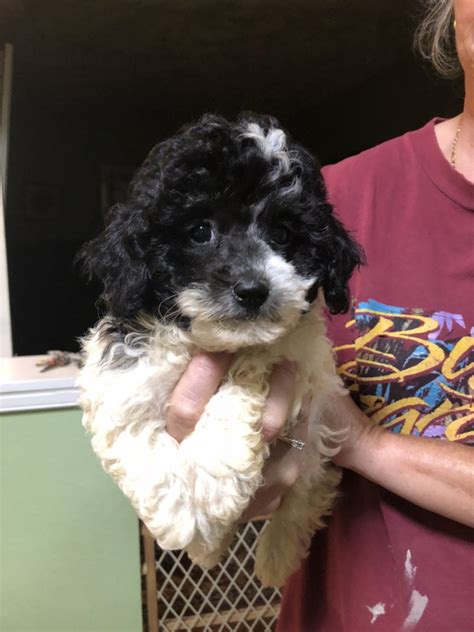 To find additional maltipoo dogs available for adoption check: Maltipoo Puppies For Sale | Virginia Beach, VA #249086