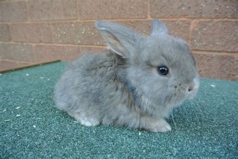 Stunning French Lop Baby Rabbits Preston Lancashire Pets4homes