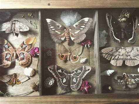 moth shadow box | Painting, Art, Faq instagram