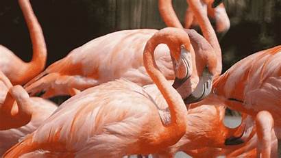 Nj Flamingo Zoo Newest Facts Orange