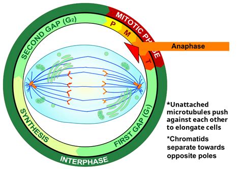 Anaphase — Definition And Diagrams Expii