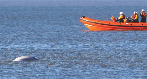 Arctic Beluga Whale ‘swimming Strongly In Thames Estuary Newspaper