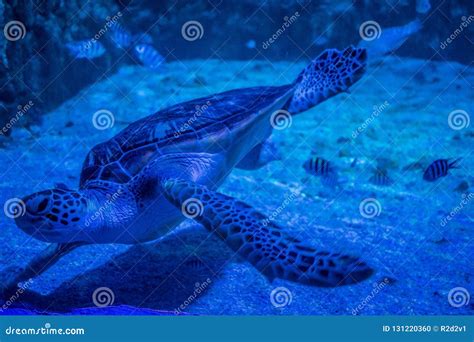 Big Green Sea Turtle In Aquarium Stock Photo Image Of Dark Journey
