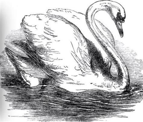 Swan Pencil Drawing Swans Art Bird Drawings Swan Drawing