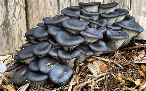 What Is Blue Oyster Mushroom Benefits Uses And Growing Tips