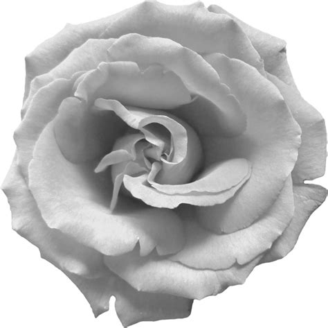 Vector Black And White Rose Png Background Png Arts