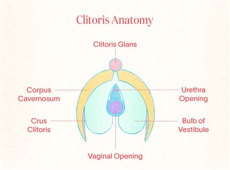 Clitoris Size And Sexual Promiscuity Telegraph