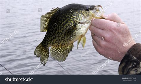 Free Download Fisherman Holding Large Crappie By Jaw Stock Photo Edit