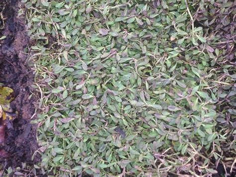 Kurapia Ground Cover Sod And Seed