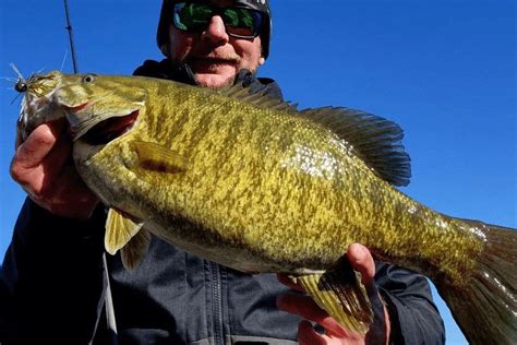 Fish Of The Week A Big Smallmouth Bass Comes In Late Fall From