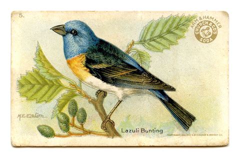 Vintage Bird Clip Art Cliparts