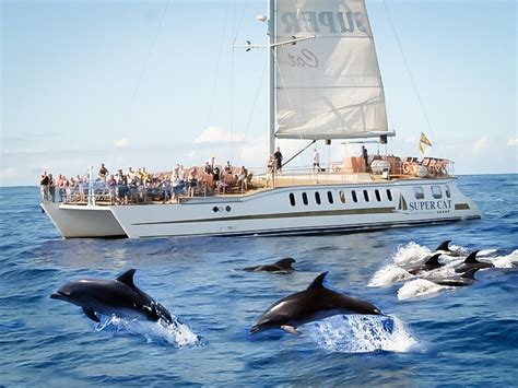 Dolphin Watching And Coastal Sailing 4 Hour Trip Tour2b