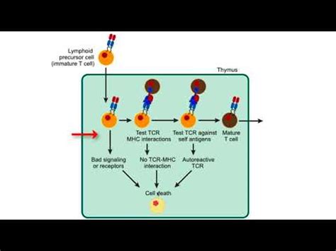 Adaptive Immunity T Cells - YouTube