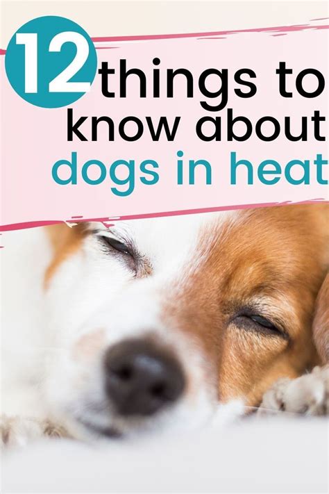 12 Tips For A Dog In Heat House That Barks Dog In Heat Female Dog