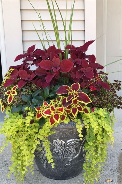 My Coleus Creation For This Summer Container Garden Design Container