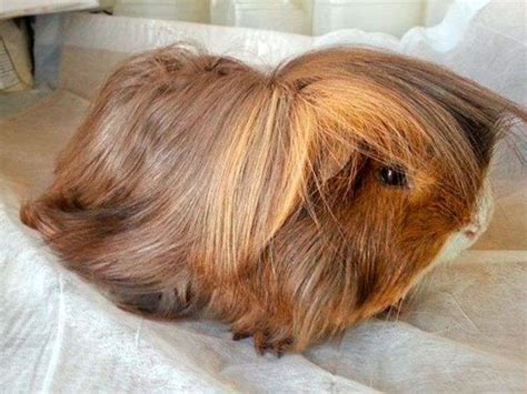 How Do You Care For A Long Haired Peruvian Guinea Pig Pethelpful