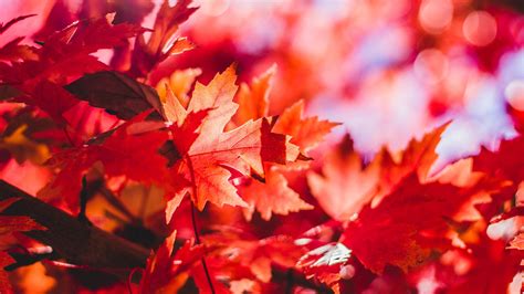 Wallpaper Sunlight Forest Fall Leaves Red Branch Autumn Flower