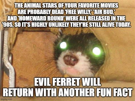 Evil Ferrets Fun Facts Imgflip