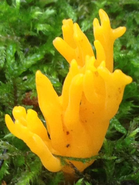 Yellow Coral Mushroom Growing On Stub Stuffed Mushrooms Flowers Plants