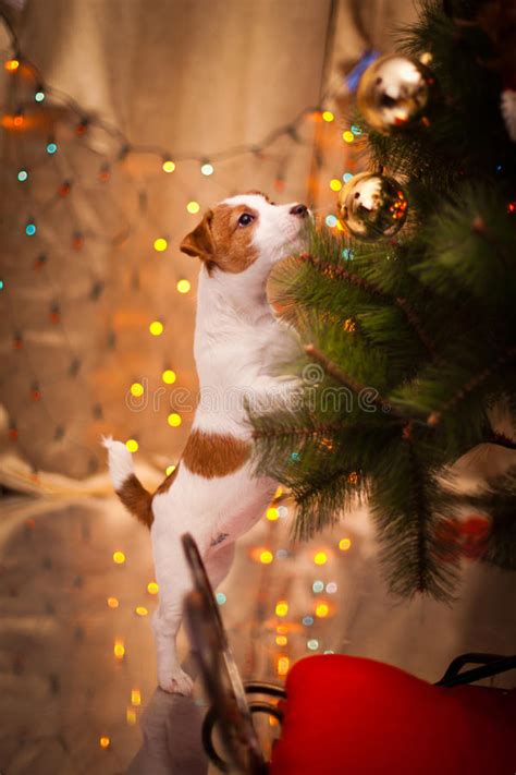 Thing to do for healthy life. Dog Jack Russell Terrier. Puppy. Christmas, Stock Photo ...