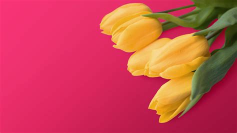 Yellow Tulips 4k Wallpapers Hd Wallpapers Id 24821