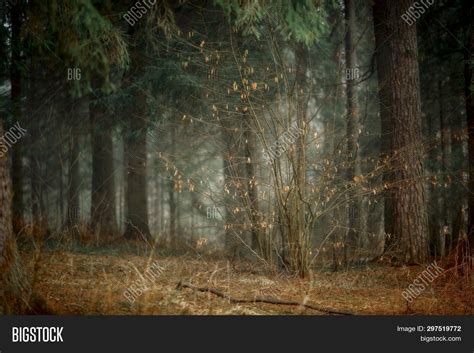 Misty Landscape Forest Image And Photo Free Trial Bigstock