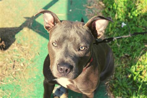 Blue Fawn Pitbull Are These Pups The Fairest Of Them All