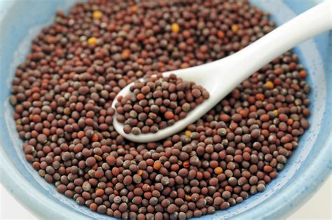 Benefits Of Mustard Seeds For Health And Body Nutshell School