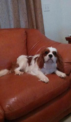 See more of cavalier king charles spaniel puppies for adoption on facebook. Cavalier King Charles Spaniel Puppy for Sale - Adoption ...