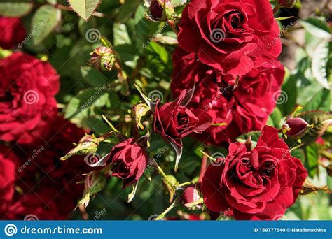Bush Of Red Little Roses Bloom In The Garden Stock Photo Image Of