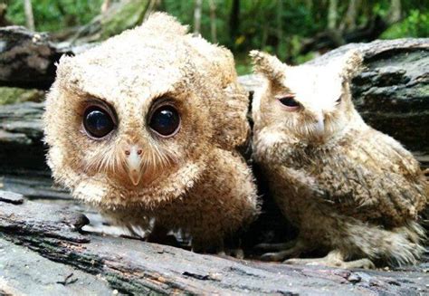 Twitter Baby Owls Cute Baby Owl Owl