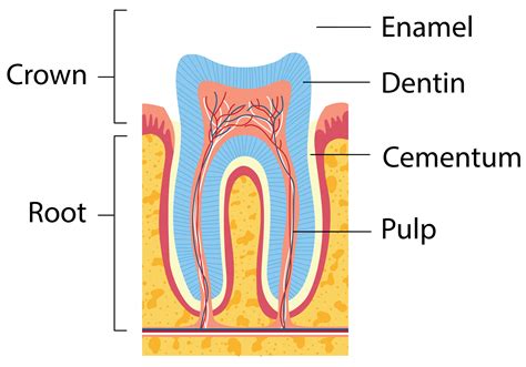 parts of the tooth diagram