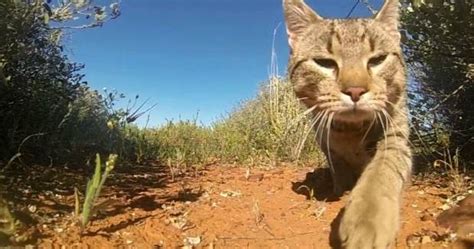 Feral Cats Overrun Riverinas National Parks And Landscapes The Daily