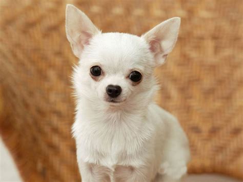 Chihuahua Breed Guide Learn About The Chihuahua