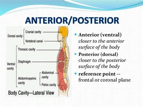 What Does Superior Mean In Anatomy Anatomical Charts And Posters