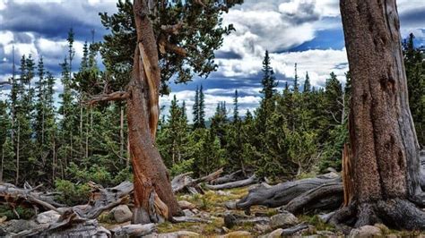21 Native Colorado Trees To Plant Or Admire In The Wild