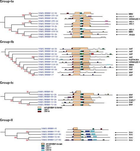 Ap2erf Transcription Factor In Rice Genome Wide Canvas And Syntenic