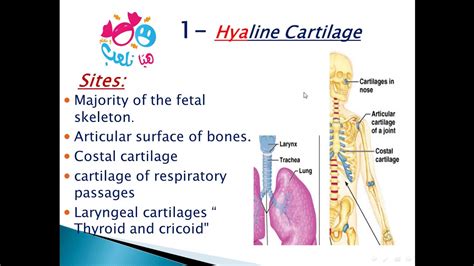 2020 Histology Of Cartilage Part 1 Hyaline Cartilage Youtube