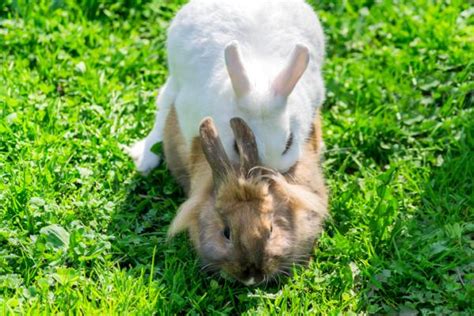 Como Nacen Los Conejos ヽo丿 Explicación Cuantos Nacen 2020 Conejitos