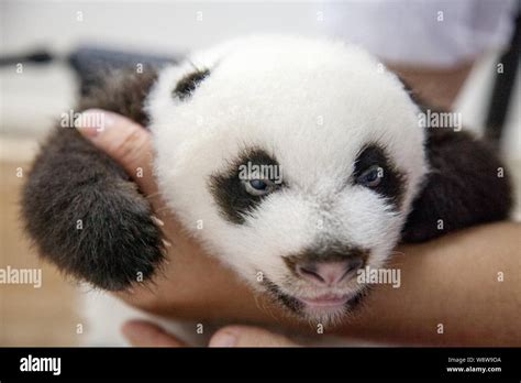 One Of The Panda Triplets Born By Female Giant Panda Ju Xiao Or Juxiao