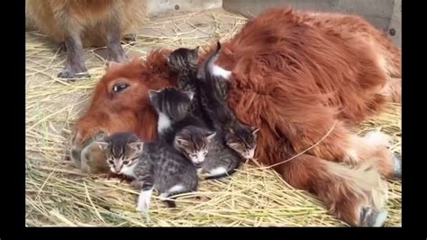 Cute Kittens Best Friends With Pony And Capybara Youtube