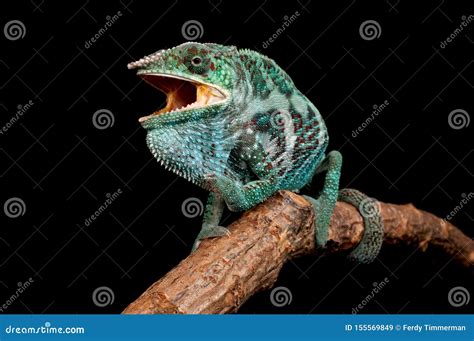 Male Nosy Faly Panther Chameleon On A Branch On A Black Background