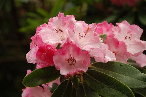 Wallpaper Pink Color Flower Rhododendron Closeup