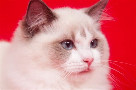 Ragdoll Cat On Red Stock Image Image Of Single Feline 12222007