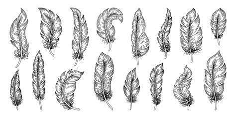 Easy Feather Outline Png Vector Psd And Clipart With Transparent