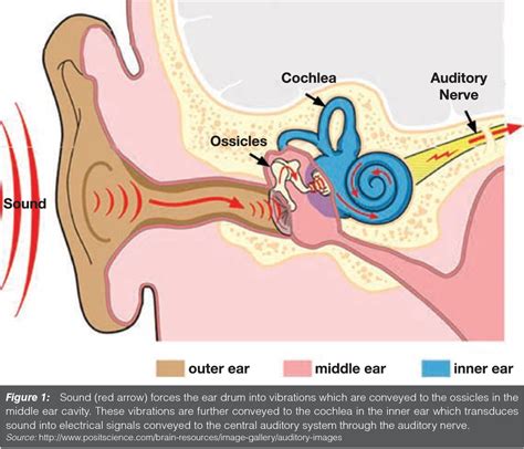 Figure 1 From Development Of The Human Auditory System Semantic Scholar