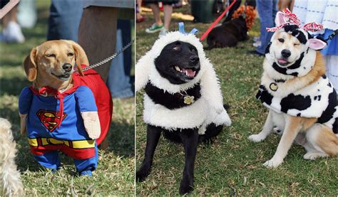 Cute Halloween Costume Ideas For Your Pet Houston Chronicle