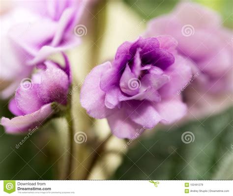 Violet Flowers Macro Stock Image Image Of Flower Petals